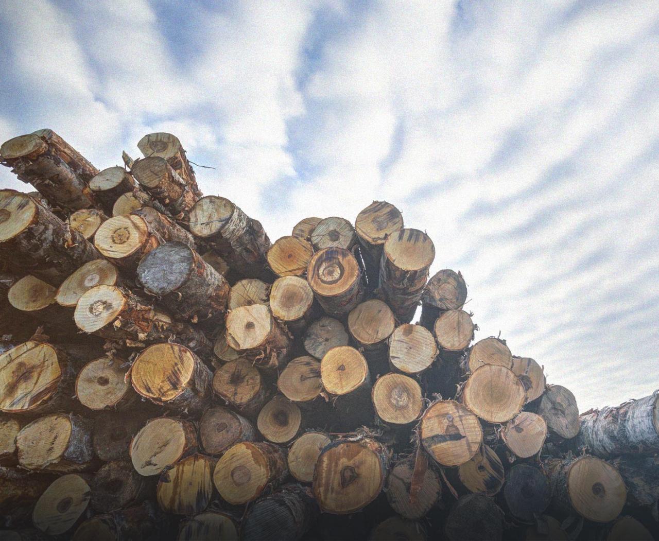 Roundwood production and distribution 